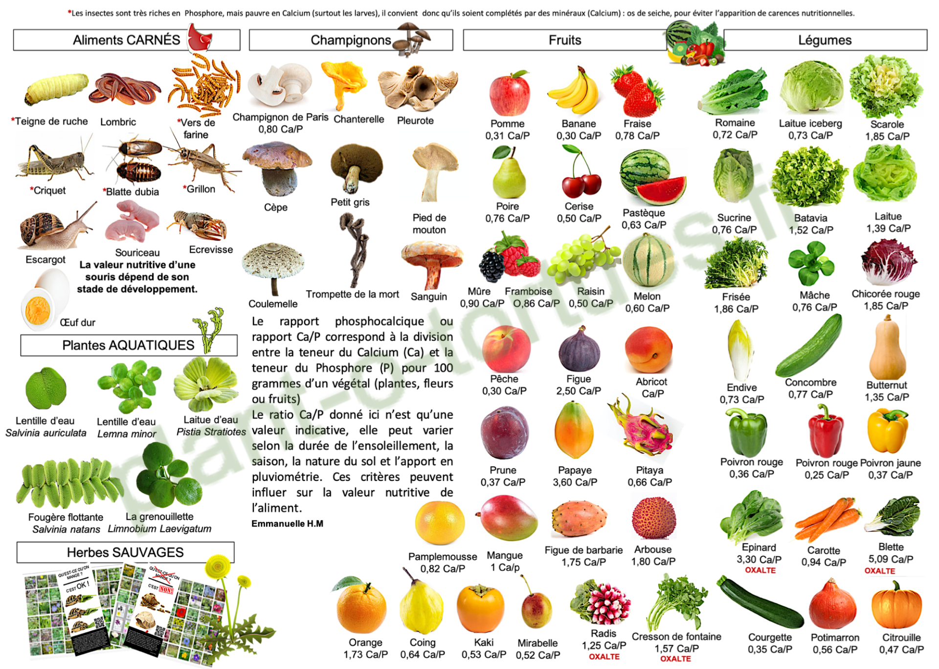 Guise alimentaire tortues omnivores