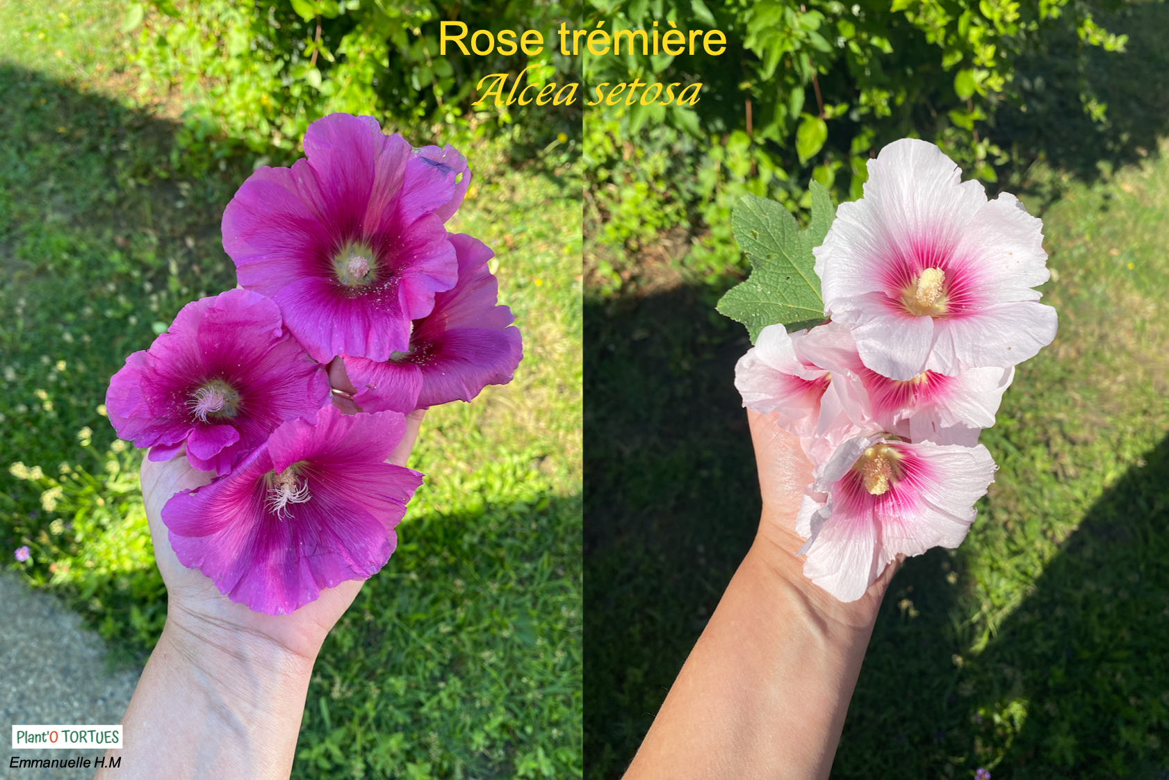 Rose tremiere 4